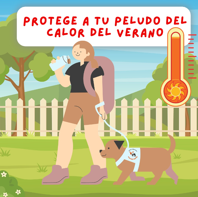 campaña castración, castración perro, castración gato