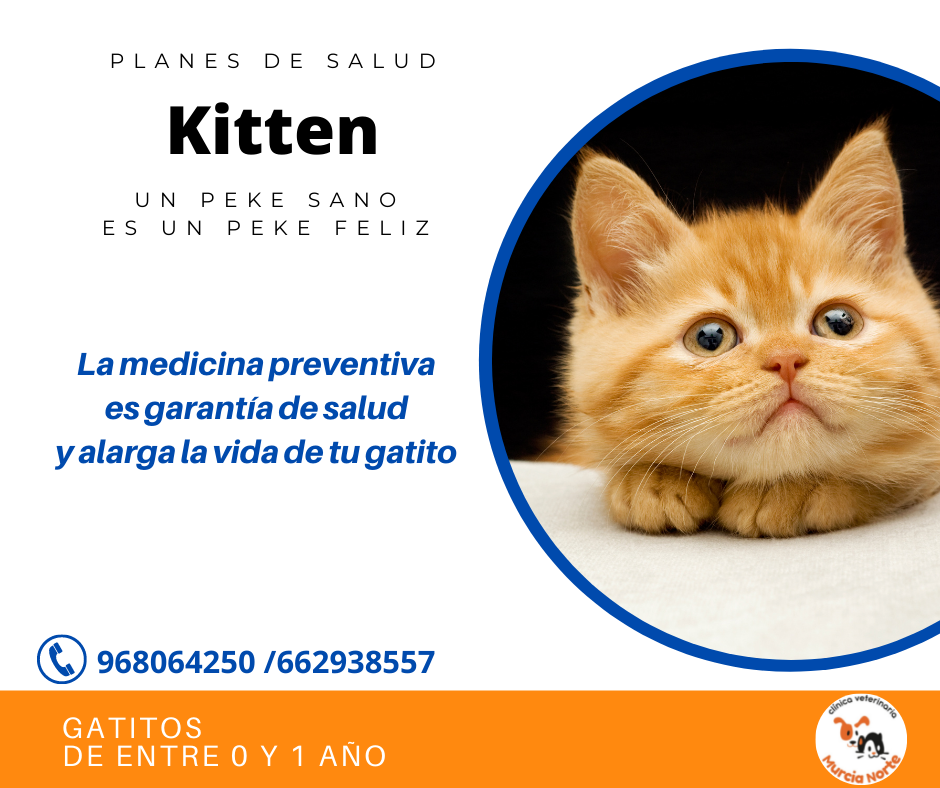 Plan Kitten: gatitos de 0 a 1 año